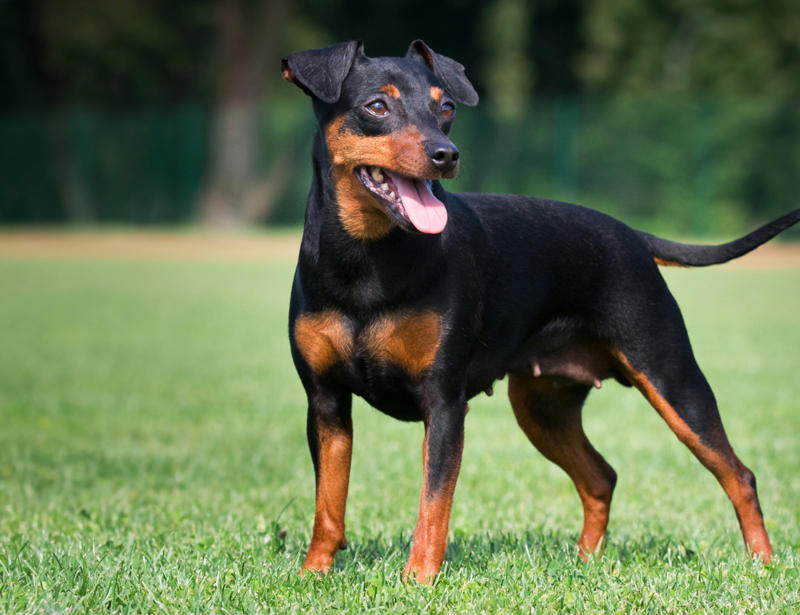Miniature Pinscher Papillon, Bichon Frise, Cairn Terrier, Miniature Pinscher, Chinese Crested Dog, Cocker Spaniel, Havanese, Brussels Griffon, Alaskan Klee Kai, Dachshund, Welsh Corgi, Shih Tzu, Cesky Terrier, Pekingese