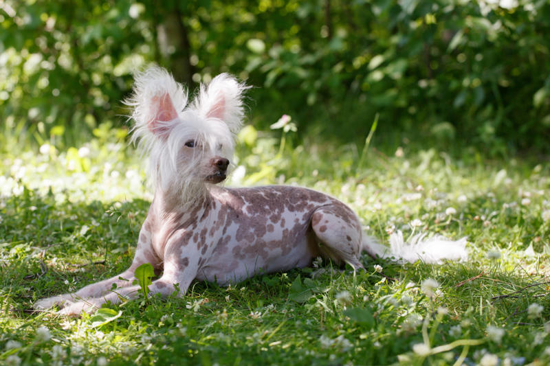 Chinese Crested Dog Papillon, Bichon Frise, Cairn Terrier, Miniature Pinscher, Chinese Crested Dog, Cocker Spaniel, Havanese, Brussels Griffon, Alaskan Klee Kai, Dachshund, Welsh Corgi, Shih Tzu, Cesky Terrier, Pekingese