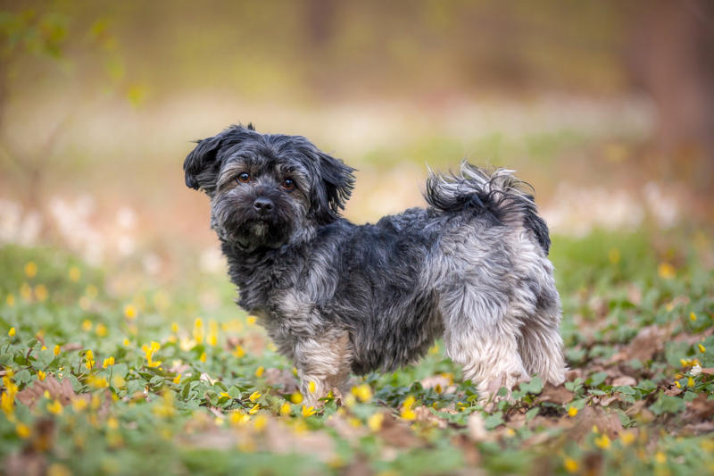 Havanese Papillon, Bichon Frise, Cairn Terrier, Miniature Pinscher, Chinese Crested Dog, Cocker Spaniel, Havanese, Brussels Griffon, Alaskan Klee Kai, Dachshund, Welsh Corgi, Shih Tzu, Cesky Terrier, Pekingese