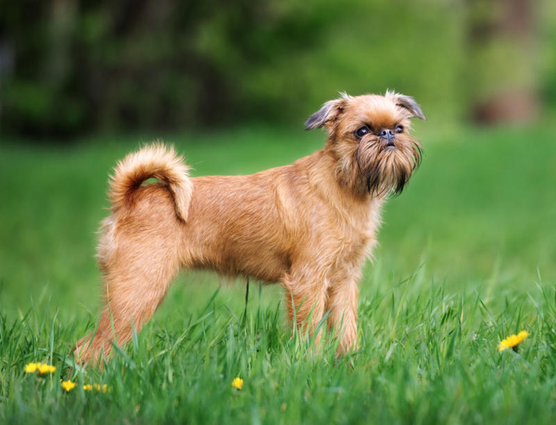 Brussels Griffon Papillon, Bichon Frise, Cairn Terrier, Miniature Pinscher, Chinese Crested Dog, Cocker Spaniel, Havanese, Brussels Griffon, Alaskan Klee Kai, Dachshund, Welsh Corgi, Shih Tzu, Cesky Terrier, Pekingese