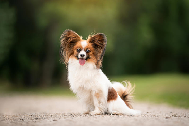 Papillon Papillon, Bichon Frise, Cairn Terrier, Miniature Pinscher, Chinese Crested Dog, Cocker Spaniel, Havanese, Brussels Griffon, Alaskan Klee Kai, Dachshund, Welsh Corgi, Shih Tzu, Cesky Terrier, Pekingese