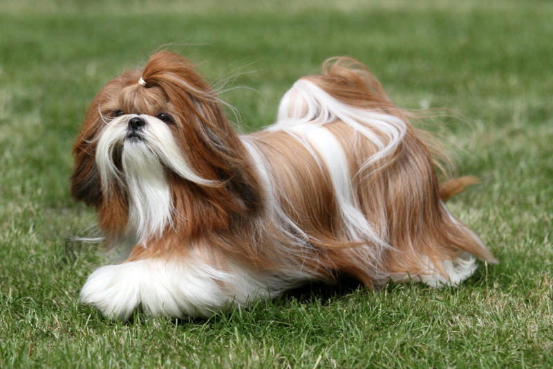 Shih Tzu Papillon, Bichon Frise, Cairn Terrier, Miniature Pinscher, Chinese Crested Dog, Cocker Spaniel, Havanese, Brussels Griffon, Alaskan Klee Kai, Dachshund, Welsh Corgi, Shih Tzu, Cesky Terrier, Pekingese