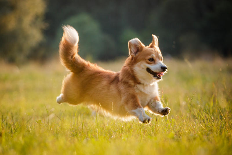Welsh Corgi Papillon, Bichon Frise, Cairn Terrier, Miniature Pinscher, Chinese Crested Dog, Cocker Spaniel, Havanese, Brussels Griffon, Alaskan Klee Kai, Dachshund, Welsh Corgi, Shih Tzu, Cesky Terrier, Pekingese