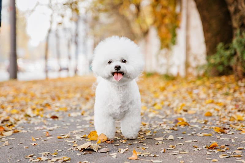 Bichon Frise Papillon, Bichon Frise, Cairn Terrier, Miniature Pinscher, Chinese Crested Dog, Cocker Spaniel, Havanese, Brussels Griffon, Alaskan Klee Kai, Dachshund, Welsh Corgi, Shih Tzu, Cesky Terrier, Pekingese