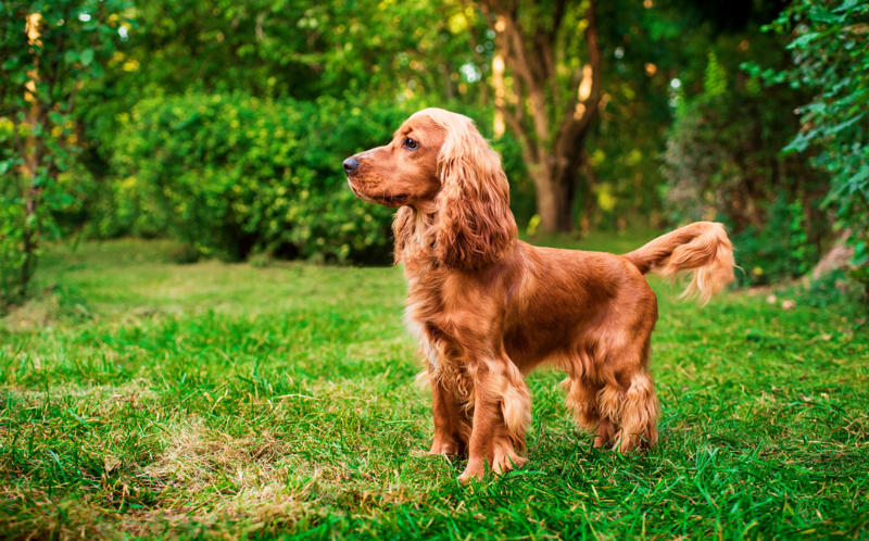 Cocker Spaniel Papillon, Bichon Frise, Cairn Terrier, Miniature Pinscher, Chinese Crested Dog, Cocker Spaniel, Havanese, Brussels Griffon, Alaskan Klee Kai, Dachshund, Welsh Corgi, Shih Tzu, Cesky Terrier, Pekingese