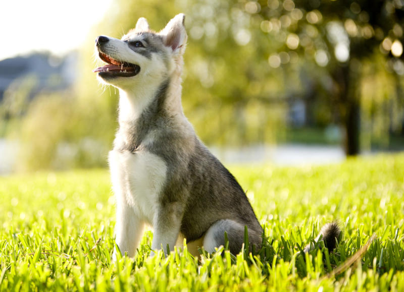 Alaskan Klee Kai Papillon, Bichon Frise, Cairn Terrier, Miniature Pinscher, Chinese Crested Dog, Cocker Spaniel, Havanese, Brussels Griffon, Alaskan Klee Kai, Dachshund, Welsh Corgi, Shih Tzu, Cesky Terrier, Pekingese