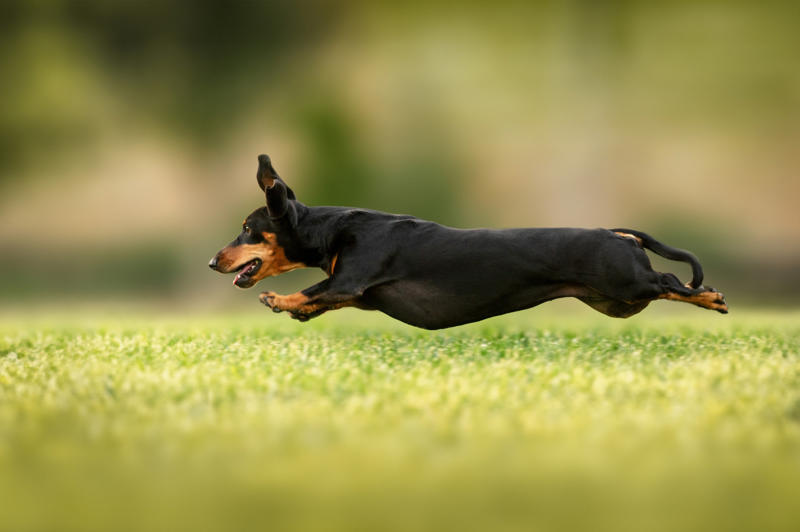 Dachshund Papillon, Bichon Frise, Cairn Terrier, Miniature Pinscher, Chinese Crested Dog, Cocker Spaniel, Havanese, Brussels Griffon, Alaskan Klee Kai, Dachshund, Welsh Corgi, Shih Tzu, Cesky Terrier, Pekingese