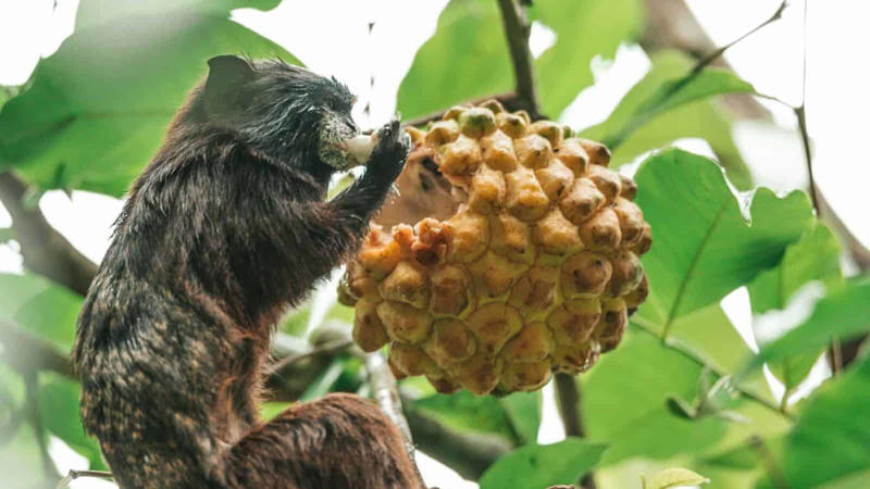 How Fruit Obsessions Shape Ecosystems The Science Behind Fruit Cravings, Primates: The Ultimate Fruit Enthusiasts, Tropical Birds and Their Fruit Fixations, Fruit Bats: Nocturnal Fruit Fanatics, Bears: Surprising Seasonal Fruit Lovers, Elephants: Giant Fruit Connoisseurs, Tropical Fish with a Fruity Appetite, Reptiles with a Sweet Tooth, Small Mammals with Major Fruit Addictions, Fruit-Loving Insects and Their Sweet Obsessions, How Fruit Obsessions Shape Ecosystems