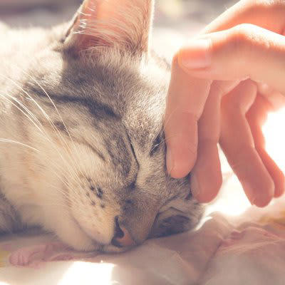 1.ごはんをもらえること, 2.守ってくれること, 3.安全で快適な住空間, 愛猫が「ご恩」を感じているかわかる？