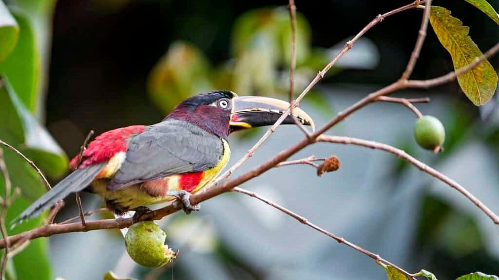Tropical Birds and Their Fruit Fixations The Science Behind Fruit Cravings, Primates: The Ultimate Fruit Enthusiasts, Tropical Birds and Their Fruit Fixations, Fruit Bats: Nocturnal Fruit Fanatics, Bears: Surprising Seasonal Fruit Lovers, Elephants: Giant Fruit Connoisseurs, Tropical Fish with a Fruity Appetite, Reptiles with a Sweet Tooth, Small Mammals with Major Fruit Addictions, Fruit-Loving Insects and Their Sweet Obsessions, How Fruit Obsessions Shape Ecosystems