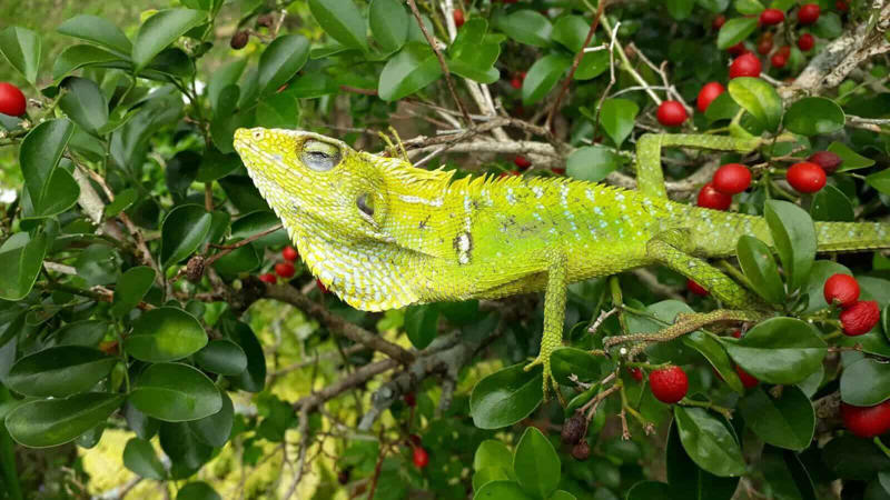 Reptiles with a Sweet Tooth The Science Behind Fruit Cravings, Primates: The Ultimate Fruit Enthusiasts, Tropical Birds and Their Fruit Fixations, Fruit Bats: Nocturnal Fruit Fanatics, Bears: Surprising Seasonal Fruit Lovers, Elephants: Giant Fruit Connoisseurs, Tropical Fish with a Fruity Appetite, Reptiles with a Sweet Tooth, Small Mammals with Major Fruit Addictions, Fruit-Loving Insects and Their Sweet Obsessions, How Fruit Obsessions Shape Ecosystems