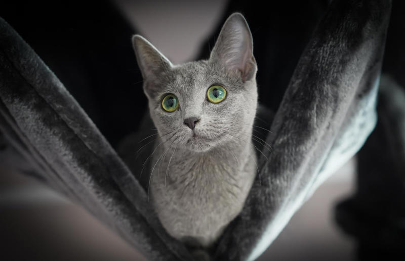 Luxury pets with high-end price tags, What makes a cat expensive?, 10. Scottish Fold: ,500 (£1.1k) to ,500 (£1.8k), =7. British Shorthair: ,500 (£1.1k) to ,000 (£2.2k), =7. Ragdoll: ,500 (£1.1k) to ,000 (£2.2k), =7. Russian Blue: ,500 (£1.1k) to ,000 (£2.2k), 6. Himalayan: ,800 (£2.1k) to ,500 (£2.6k), 5. Persian: ,300 (£955) to ,000 (£3.7k), 4. Toyger: ,500 (£1.1k) to ,000 (£3.7k), 3. Sphynx: ,000 (£1.5k) to ,000 (£3.7k), 2. Devon Rex: ,500 (£1.8k) to ,000 (£3.7k), 1. Bengal: ,500 (£1.8k) to ,000 (£4.4k)