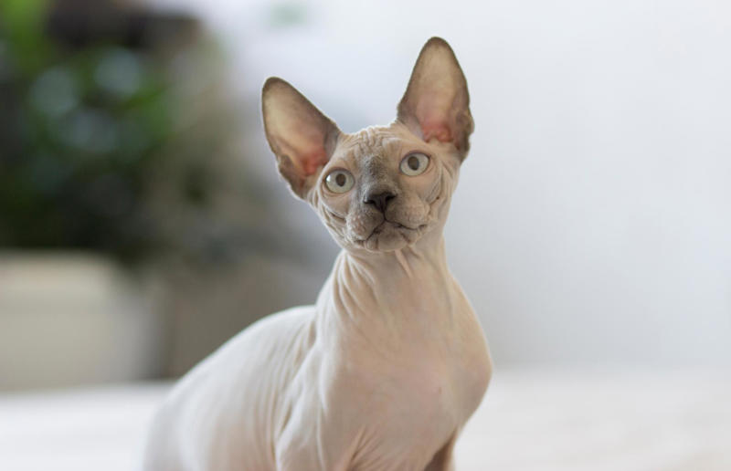 Luxury pets with high-end price tags, What makes a cat expensive?, 10. Scottish Fold: ,500 (£1.1k) to ,500 (£1.8k), =7. British Shorthair: ,500 (£1.1k) to ,000 (£2.2k), =7. Ragdoll: ,500 (£1.1k) to ,000 (£2.2k), =7. Russian Blue: ,500 (£1.1k) to ,000 (£2.2k), 6. Himalayan: ,800 (£2.1k) to ,500 (£2.6k), 5. Persian: ,300 (£955) to ,000 (£3.7k), 4. Toyger: ,500 (£1.1k) to ,000 (£3.7k), 3. Sphynx: ,000 (£1.5k) to ,000 (£3.7k), 2. Devon Rex: ,500 (£1.8k) to ,000 (£3.7k), 1. Bengal: ,500 (£1.8k) to ,000 (£4.4k)