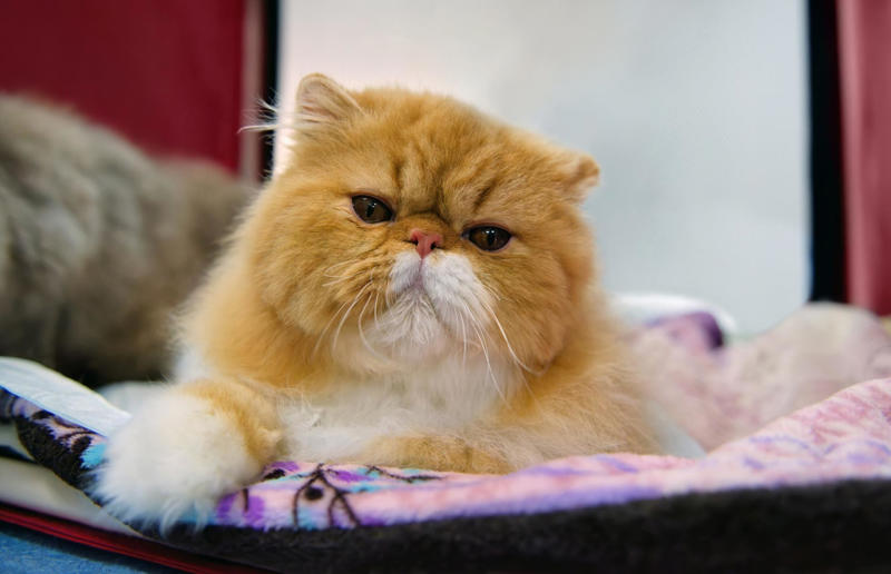 Luxury pets with high-end price tags, What makes a cat expensive?, 10. Scottish Fold: ,500 (£1.1k) to ,500 (£1.8k), =7. British Shorthair: ,500 (£1.1k) to ,000 (£2.2k), =7. Ragdoll: ,500 (£1.1k) to ,000 (£2.2k), =7. Russian Blue: ,500 (£1.1k) to ,000 (£2.2k), 6. Himalayan: ,800 (£2.1k) to ,500 (£2.6k), 5. Persian: ,300 (£955) to ,000 (£3.7k), 4. Toyger: ,500 (£1.1k) to ,000 (£3.7k), 3. Sphynx: ,000 (£1.5k) to ,000 (£3.7k), 2. Devon Rex: ,500 (£1.8k) to ,000 (£3.7k), 1. Bengal: ,500 (£1.8k) to ,000 (£4.4k)
