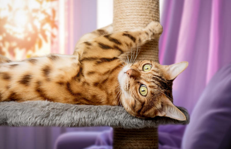 Luxury pets with high-end price tags, What makes a cat expensive?, 10. Scottish Fold: ,500 (£1.1k) to ,500 (£1.8k), =7. British Shorthair: ,500 (£1.1k) to ,000 (£2.2k), =7. Ragdoll: ,500 (£1.1k) to ,000 (£2.2k), =7. Russian Blue: ,500 (£1.1k) to ,000 (£2.2k), 6. Himalayan: ,800 (£2.1k) to ,500 (£2.6k), 5. Persian: ,300 (£955) to ,000 (£3.7k), 4. Toyger: ,500 (£1.1k) to ,000 (£3.7k), 3. Sphynx: ,000 (£1.5k) to ,000 (£3.7k), 2. Devon Rex: ,500 (£1.8k) to ,000 (£3.7k), 1. Bengal: ,500 (£1.8k) to ,000 (£4.4k)