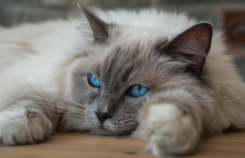 Luxury pets with high-end price tags, What makes a cat expensive?, 10. Scottish Fold: ,500 (£1.1k) to ,500 (£1.8k), =7. British Shorthair: ,500 (£1.1k) to ,000 (£2.2k), =7. Ragdoll: ,500 (£1.1k) to ,000 (£2.2k), =7. Russian Blue: ,500 (£1.1k) to ,000 (£2.2k), 6. Himalayan: ,800 (£2.1k) to ,500 (£2.6k), 5. Persian: ,300 (£955) to ,000 (£3.7k), 4. Toyger: ,500 (£1.1k) to ,000 (£3.7k), 3. Sphynx: ,000 (£1.5k) to ,000 (£3.7k), 2. Devon Rex: ,500 (£1.8k) to ,000 (£3.7k), 1. Bengal: ,500 (£1.8k) to ,000 (£4.4k)