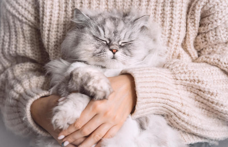 Luxury pets with high-end price tags, What makes a cat expensive?, 10. Scottish Fold: ,500 (£1.1k) to ,500 (£1.8k), =7. British Shorthair: ,500 (£1.1k) to ,000 (£2.2k), =7. Ragdoll: ,500 (£1.1k) to ,000 (£2.2k), =7. Russian Blue: ,500 (£1.1k) to ,000 (£2.2k), 6. Himalayan: ,800 (£2.1k) to ,500 (£2.6k), 5. Persian: ,300 (£955) to ,000 (£3.7k), 4. Toyger: ,500 (£1.1k) to ,000 (£3.7k), 3. Sphynx: ,000 (£1.5k) to ,000 (£3.7k), 2. Devon Rex: ,500 (£1.8k) to ,000 (£3.7k), 1. Bengal: ,500 (£1.8k) to ,000 (£4.4k)
