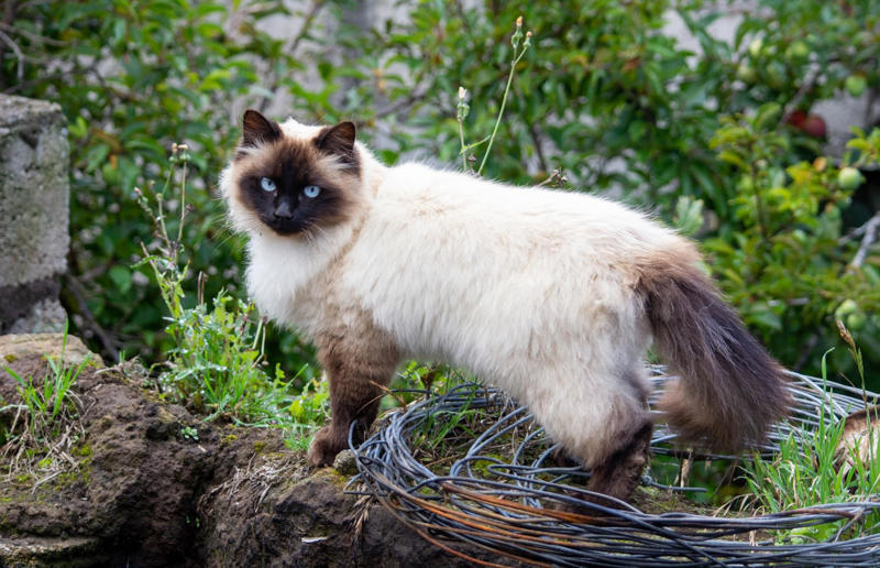 Luxury pets with high-end price tags, What makes a cat expensive?, 10. Scottish Fold: ,500 (£1.1k) to ,500 (£1.8k), =7. British Shorthair: ,500 (£1.1k) to ,000 (£2.2k), =7. Ragdoll: ,500 (£1.1k) to ,000 (£2.2k), =7. Russian Blue: ,500 (£1.1k) to ,000 (£2.2k), 6. Himalayan: ,800 (£2.1k) to ,500 (£2.6k), 5. Persian: ,300 (£955) to ,000 (£3.7k), 4. Toyger: ,500 (£1.1k) to ,000 (£3.7k), 3. Sphynx: ,000 (£1.5k) to ,000 (£3.7k), 2. Devon Rex: ,500 (£1.8k) to ,000 (£3.7k), 1. Bengal: ,500 (£1.8k) to ,000 (£4.4k)