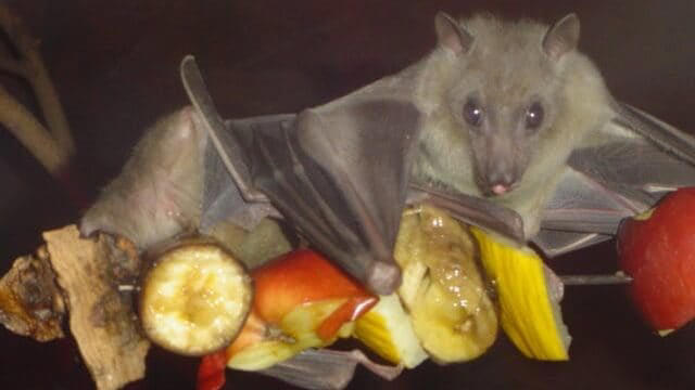 Fruit Bats: Nocturnal Fruit Fanatics The Science Behind Fruit Cravings, Primates: The Ultimate Fruit Enthusiasts, Tropical Birds and Their Fruit Fixations, Fruit Bats: Nocturnal Fruit Fanatics, Bears: Surprising Seasonal Fruit Lovers, Elephants: Giant Fruit Connoisseurs, Tropical Fish with a Fruity Appetite, Reptiles with a Sweet Tooth, Small Mammals with Major Fruit Addictions, Fruit-Loving Insects and Their Sweet Obsessions, How Fruit Obsessions Shape Ecosystems