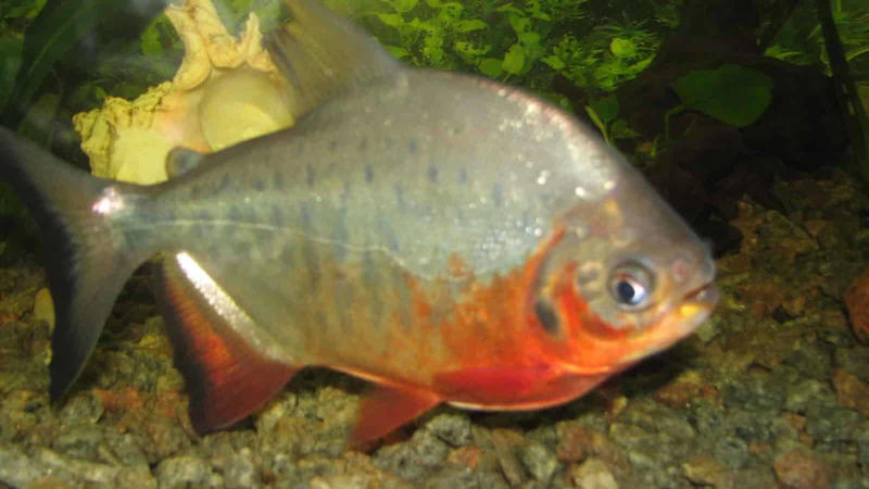 Tropical Fish with a Fruity Appetite The Science Behind Fruit Cravings, Primates: The Ultimate Fruit Enthusiasts, Tropical Birds and Their Fruit Fixations, Fruit Bats: Nocturnal Fruit Fanatics, Bears: Surprising Seasonal Fruit Lovers, Elephants: Giant Fruit Connoisseurs, Tropical Fish with a Fruity Appetite, Reptiles with a Sweet Tooth, Small Mammals with Major Fruit Addictions, Fruit-Loving Insects and Their Sweet Obsessions, How Fruit Obsessions Shape Ecosystems