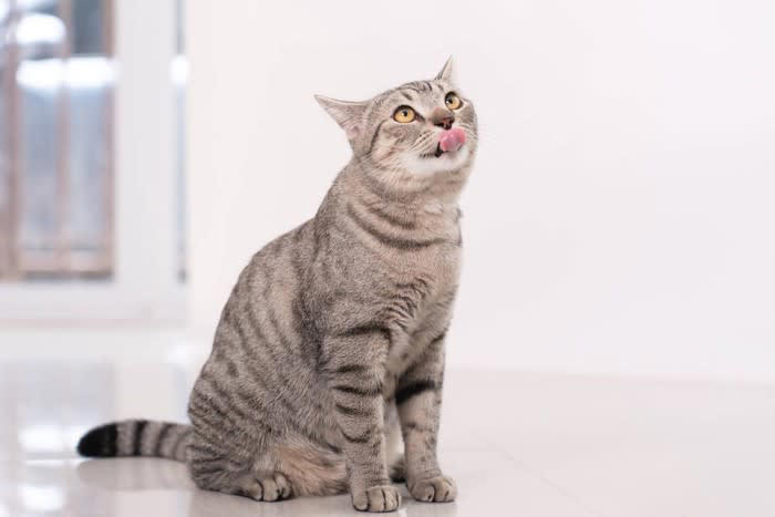 1.ごはんをもらえること, 2.守ってくれること, 3.安全で快適な住空間, 愛猫が「ご恩」を感じているかわかる？
