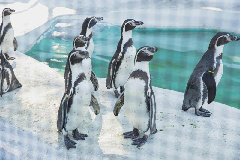 6. Penguins 1. Giant Pandas, 2. African Elephants, 3. Lions, 4. Gorillas, 5. Giraffes, 6. Penguins, 7. Tigers, 8. Polar Bears, 9. Chimpanzees, 10. Sea Lions and Seals, 11. Red Pandas, 12. Meerkats