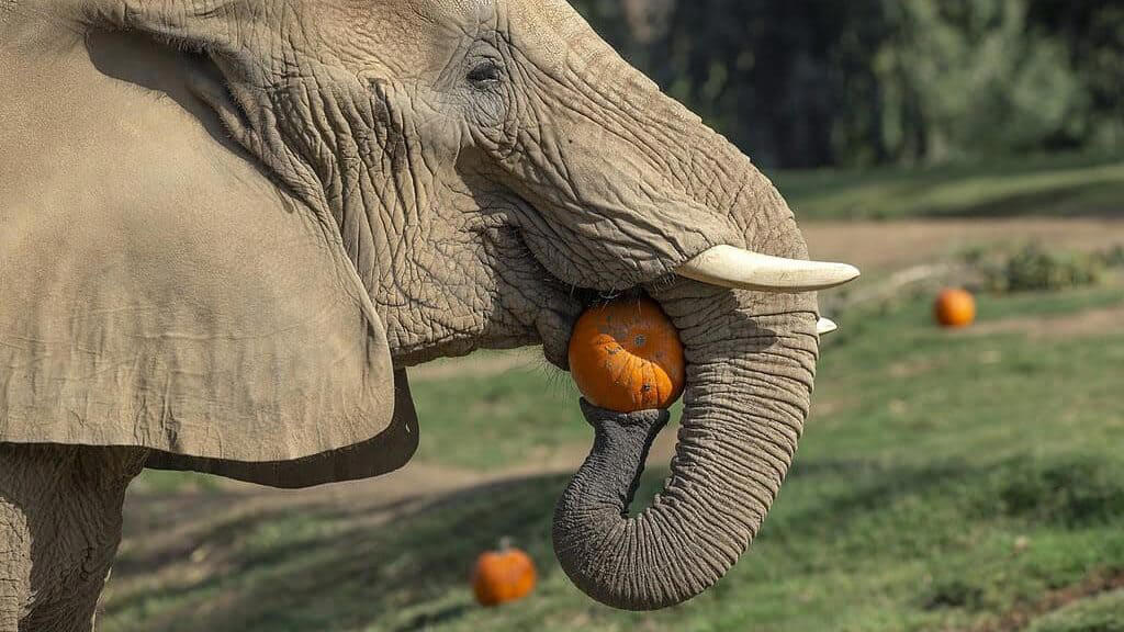 Elephants: Giant Fruit Connoisseurs The Science Behind Fruit Cravings, Primates: The Ultimate Fruit Enthusiasts, Tropical Birds and Their Fruit Fixations, Fruit Bats: Nocturnal Fruit Fanatics, Bears: Surprising Seasonal Fruit Lovers, Elephants: Giant Fruit Connoisseurs, Tropical Fish with a Fruity Appetite, Reptiles with a Sweet Tooth, Small Mammals with Major Fruit Addictions, Fruit-Loving Insects and Their Sweet Obsessions, How Fruit Obsessions Shape Ecosystems