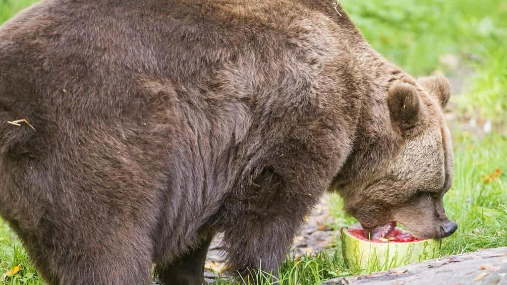 Bears: Surprising Seasonal Fruit Lovers The Science Behind Fruit Cravings, Primates: The Ultimate Fruit Enthusiasts, Tropical Birds and Their Fruit Fixations, Fruit Bats: Nocturnal Fruit Fanatics, Bears: Surprising Seasonal Fruit Lovers, Elephants: Giant Fruit Connoisseurs, Tropical Fish with a Fruity Appetite, Reptiles with a Sweet Tooth, Small Mammals with Major Fruit Addictions, Fruit-Loving Insects and Their Sweet Obsessions, How Fruit Obsessions Shape Ecosystems
