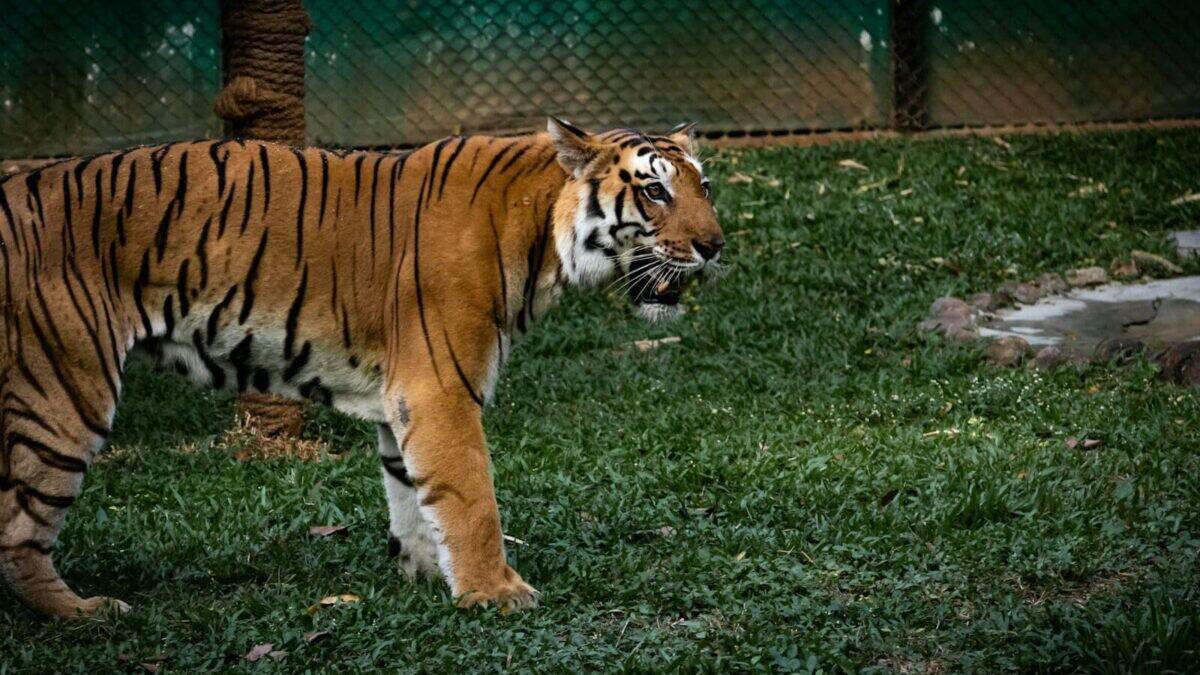 7. Tigers 1. Giant Pandas, 2. African Elephants, 3. Lions, 4. Gorillas, 5. Giraffes, 6. Penguins, 7. Tigers, 8. Polar Bears, 9. Chimpanzees, 10. Sea Lions and Seals, 11. Red Pandas, 12. Meerkats