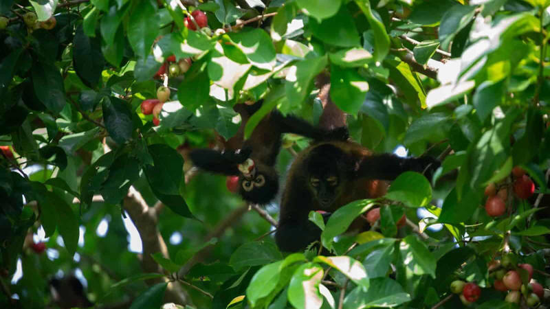 The Science Behind Fruit Cravings The Science Behind Fruit Cravings, Primates: The Ultimate Fruit Enthusiasts, Tropical Birds and Their Fruit Fixations, Fruit Bats: Nocturnal Fruit Fanatics, Bears: Surprising Seasonal Fruit Lovers, Elephants: Giant Fruit Connoisseurs, Tropical Fish with a Fruity Appetite, Reptiles with a Sweet Tooth, Small Mammals with Major Fruit Addictions, Fruit-Loving Insects and Their Sweet Obsessions, How Fruit Obsessions Shape Ecosystems