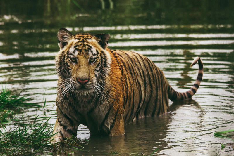 7 Big Cats That Can Swim Better Than You Think The Fearless Fishing Tiger, Jaguars: The River’s Stealthy Shadows, Leopards: The Secret Soakers, Lions: The Reluctant Yet Resourceful Swimmers, Snow Leopards: Mountain Stream Masters, Pumas: River Runners of the Americas, Cheetahs: Quick Dashes Through Water, Tigers Use Water to Cool Down, Jaguars Hunt Underwater, Leopards Cross Flooded Rivers, Lions in the Okavango Delta, Snow Leopards’ Silent Swims, Pumas’ Surprising Stamina, Cheetahs’ Water Walks, Tigers Play in Water Like Housecats, Jaguars Are Powerful Paddlers, Leopards’ Nighttime Swims, Lions Use Water for Safety, Snow Leopards and Melting Ice Streams, Pumas Teaching Cubs to Swim, Cheetahs’ Swift Escapes, Tigers’ Underwater Vision, Jaguars and Flooded Forest Hunts, Leopards’ Water Camouflage, Lions Bonding in the Water