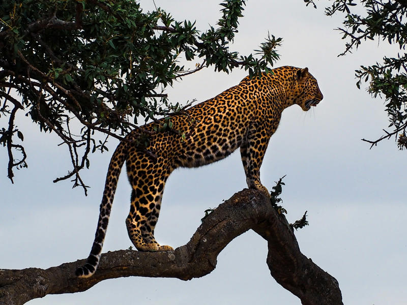 10 Countries Where Big Cats Still Roam Wild — And How to See Them India: Land of the Royal Bengal Tiger, Brazil: Jungle Home of the Elusive Jaguar, Russia: Siberian Tigers in the Snow, South Africa: Lions Roaring Over Golden Plains, Kenya: Cheetahs Sprinting Across the Savannah, Namibia: Leopards Among the Rocks, Indonesia: Sumatra’s Secretive Clouded Leopards, China: The Snow Leopard’s Mountain Kingdom, United States: Pumas Roaming the Wild West, Tanzania: Serengeti’s Big Cat Bonanza, Botswana: Stealthy Leopards Along the Okavango Delta, Thailand: Indochinese Tigers in Lush Jungles, Zimbabwe: Lion Encounters in Hwange National Park, Nepal: Snow Leopards in Himalayan Valleys, Peru: Jaguars of the Amazon Rainforest, Malaysia: Malayan Tigers in Tropical Forests, Mongolia: Pallas’s Cat, the Fluffy Mountain Phantom, Iran: The Last Asiatic Cheetahs, Australia: Feral Cats Rule the Outback (With a Wild Twist), Laos: Clouded Leopards in Misty Hills, Uganda: Tree-Climbing Lions of Queen Elizabeth Park, Argentina: Pumas Patrolling Patagonia, Turkey: Anatolian Leopards on the Comeback Trail, Bhutan: Tigers at the Roof of the World, Cameroon: Lions of Waza National Park