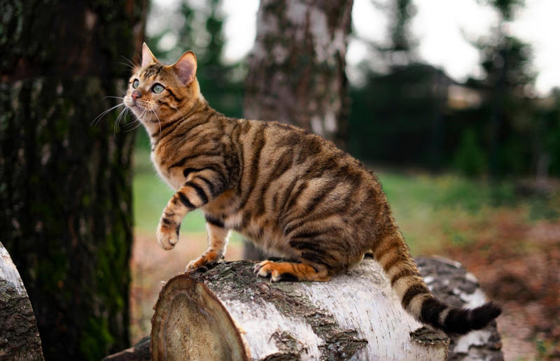 Luxury pets with high-end price tags, What makes a cat expensive?, 10. Scottish Fold: ,500 (£1.1k) to ,500 (£1.8k), =7. British Shorthair: ,500 (£1.1k) to ,000 (£2.2k), =7. Ragdoll: ,500 (£1.1k) to ,000 (£2.2k), =7. Russian Blue: ,500 (£1.1k) to ,000 (£2.2k), 6. Himalayan: ,800 (£2.1k) to ,500 (£2.6k), 5. Persian: ,300 (£955) to ,000 (£3.7k), 4. Toyger: ,500 (£1.1k) to ,000 (£3.7k), 3. Sphynx: ,000 (£1.5k) to ,000 (£3.7k), 2. Devon Rex: ,500 (£1.8k) to ,000 (£3.7k), 1. Bengal: ,500 (£1.8k) to ,000 (£4.4k)