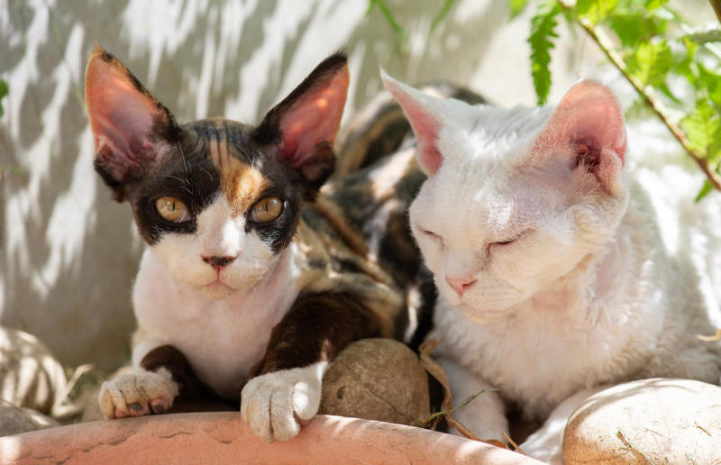 Luxury pets with high-end price tags, What makes a cat expensive?, 10. Scottish Fold: ,500 (£1.1k) to ,500 (£1.8k), =7. British Shorthair: ,500 (£1.1k) to ,000 (£2.2k), =7. Ragdoll: ,500 (£1.1k) to ,000 (£2.2k), =7. Russian Blue: ,500 (£1.1k) to ,000 (£2.2k), 6. Himalayan: ,800 (£2.1k) to ,500 (£2.6k), 5. Persian: ,300 (£955) to ,000 (£3.7k), 4. Toyger: ,500 (£1.1k) to ,000 (£3.7k), 3. Sphynx: ,000 (£1.5k) to ,000 (£3.7k), 2. Devon Rex: ,500 (£1.8k) to ,000 (£3.7k), 1. Bengal: ,500 (£1.8k) to ,000 (£4.4k)