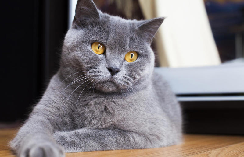 Luxury pets with high-end price tags, What makes a cat expensive?, 10. Scottish Fold: ,500 (£1.1k) to ,500 (£1.8k), =7. British Shorthair: ,500 (£1.1k) to ,000 (£2.2k), =7. Ragdoll: ,500 (£1.1k) to ,000 (£2.2k), =7. Russian Blue: ,500 (£1.1k) to ,000 (£2.2k), 6. Himalayan: ,800 (£2.1k) to ,500 (£2.6k), 5. Persian: ,300 (£955) to ,000 (£3.7k), 4. Toyger: ,500 (£1.1k) to ,000 (£3.7k), 3. Sphynx: ,000 (£1.5k) to ,000 (£3.7k), 2. Devon Rex: ,500 (£1.8k) to ,000 (£3.7k), 1. Bengal: ,500 (£1.8k) to ,000 (£4.4k)