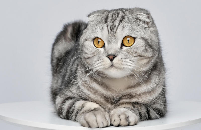 Luxury pets with high-end price tags, What makes a cat expensive?, 10. Scottish Fold: ,500 (£1.1k) to ,500 (£1.8k), =7. British Shorthair: ,500 (£1.1k) to ,000 (£2.2k), =7. Ragdoll: ,500 (£1.1k) to ,000 (£2.2k), =7. Russian Blue: ,500 (£1.1k) to ,000 (£2.2k), 6. Himalayan: ,800 (£2.1k) to ,500 (£2.6k), 5. Persian: ,300 (£955) to ,000 (£3.7k), 4. Toyger: ,500 (£1.1k) to ,000 (£3.7k), 3. Sphynx: ,000 (£1.5k) to ,000 (£3.7k), 2. Devon Rex: ,500 (£1.8k) to ,000 (£3.7k), 1. Bengal: ,500 (£1.8k) to ,000 (£4.4k)