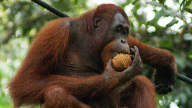 Primates: The Ultimate Fruit Enthusiasts The Science Behind Fruit Cravings, Primates: The Ultimate Fruit Enthusiasts, Tropical Birds and Their Fruit Fixations, Fruit Bats: Nocturnal Fruit Fanatics, Bears: Surprising Seasonal Fruit Lovers, Elephants: Giant Fruit Connoisseurs, Tropical Fish with a Fruity Appetite, Reptiles with a Sweet Tooth, Small Mammals with Major Fruit Addictions, Fruit-Loving Insects and Their Sweet Obsessions, How Fruit Obsessions Shape Ecosystems