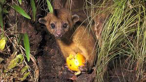Small Mammals with Major Fruit Addictions The Science Behind Fruit Cravings, Primates: The Ultimate Fruit Enthusiasts, Tropical Birds and Their Fruit Fixations, Fruit Bats: Nocturnal Fruit Fanatics, Bears: Surprising Seasonal Fruit Lovers, Elephants: Giant Fruit Connoisseurs, Tropical Fish with a Fruity Appetite, Reptiles with a Sweet Tooth, Small Mammals with Major Fruit Addictions, Fruit-Loving Insects and Their Sweet Obsessions, How Fruit Obsessions Shape Ecosystems