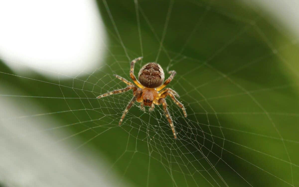 The Sticky Nature of Spider Webs, The Anatomy of Spider Legs, Strategic Web Design and Navigation, The Chemical Composition of Web Silk, Specialized Movement Techniques, Different Spider Species, Different Solutions, The Role of Oil Secretions, Sensory Perception and Web Awareness, Web Maintenance Strategies, Evolutionary Advantages, When the System Fails: Spiders That Do Get Stuck, The Remarkable Engineering of Nature