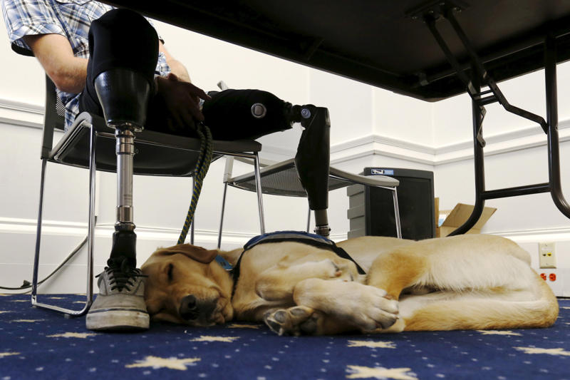 Bomb-sniffing dog, Quarantine inspection dog, Regimental mascot, Sniffer dog, Canine companion, Helping people who have disabilities, A friend at your side, Military training, Police dog, Multipurpose canine, Army dog, Guard dog, The good shepherd dog, Anti-drug tasks, Helicopter hounds, A nose for the job