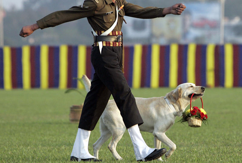 Bomb-sniffing dog, Quarantine inspection dog, Regimental mascot, Sniffer dog, Canine companion, Helping people who have disabilities, A friend at your side, Military training, Police dog, Multipurpose canine, Army dog, Guard dog, The good shepherd dog, Anti-drug tasks, Helicopter hounds, A nose for the job