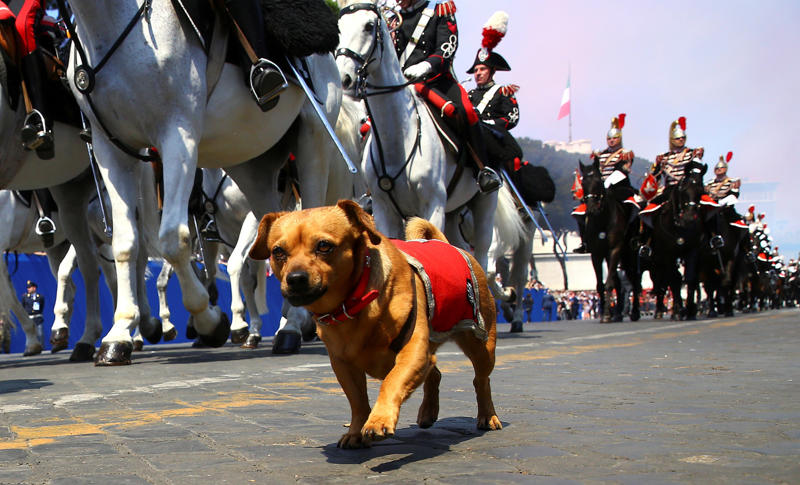 Bomb-sniffing dog, Quarantine inspection dog, Regimental mascot, Sniffer dog, Canine companion, Helping people who have disabilities, A friend at your side, Military training, Police dog, Multipurpose canine, Army dog, Guard dog, The good shepherd dog, Anti-drug tasks, Helicopter hounds, A nose for the job