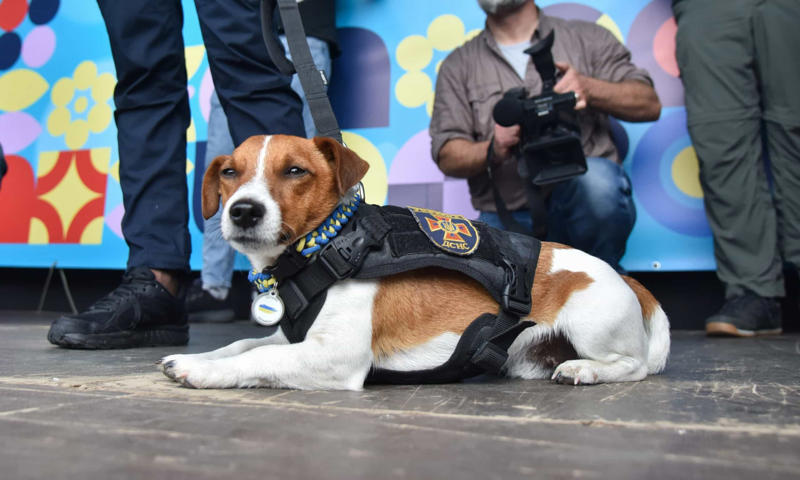 Bomb-sniffing dog, Quarantine inspection dog, Regimental mascot, Sniffer dog, Canine companion, Helping people who have disabilities, A friend at your side, Military training, Police dog, Multipurpose canine, Army dog, Guard dog, The good shepherd dog, Anti-drug tasks, Helicopter hounds, A nose for the job