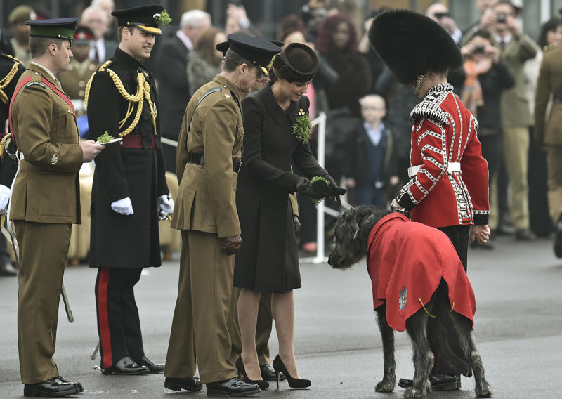 Bomb-sniffing dog, Quarantine inspection dog, Regimental mascot, Sniffer dog, Canine companion, Helping people who have disabilities, A friend at your side, Military training, Police dog, Multipurpose canine, Army dog, Guard dog, The good shepherd dog, Anti-drug tasks, Helicopter hounds, A nose for the job