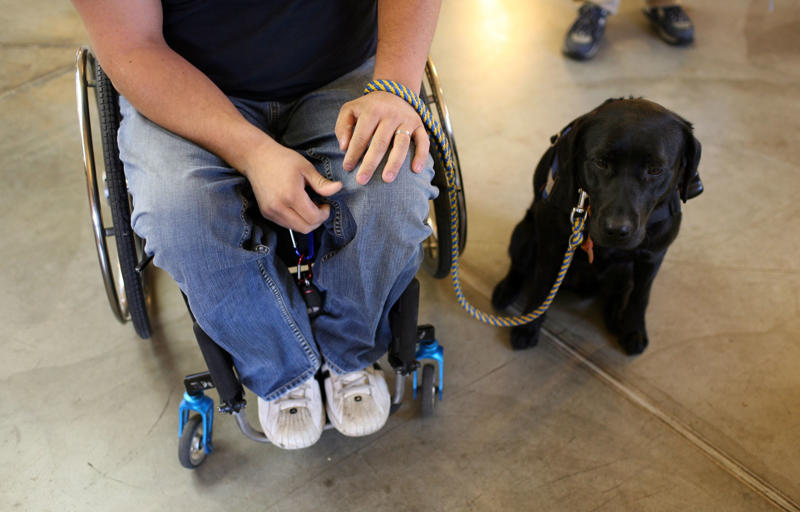 Bomb-sniffing dog, Quarantine inspection dog, Regimental mascot, Sniffer dog, Canine companion, Helping people who have disabilities, A friend at your side, Military training, Police dog, Multipurpose canine, Army dog, Guard dog, The good shepherd dog, Anti-drug tasks, Helicopter hounds, A nose for the job