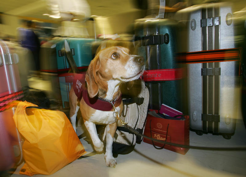 Bomb-sniffing dog, Quarantine inspection dog, Regimental mascot, Sniffer dog, Canine companion, Helping people who have disabilities, A friend at your side, Military training, Police dog, Multipurpose canine, Army dog, Guard dog, The good shepherd dog, Anti-drug tasks, Helicopter hounds, A nose for the job