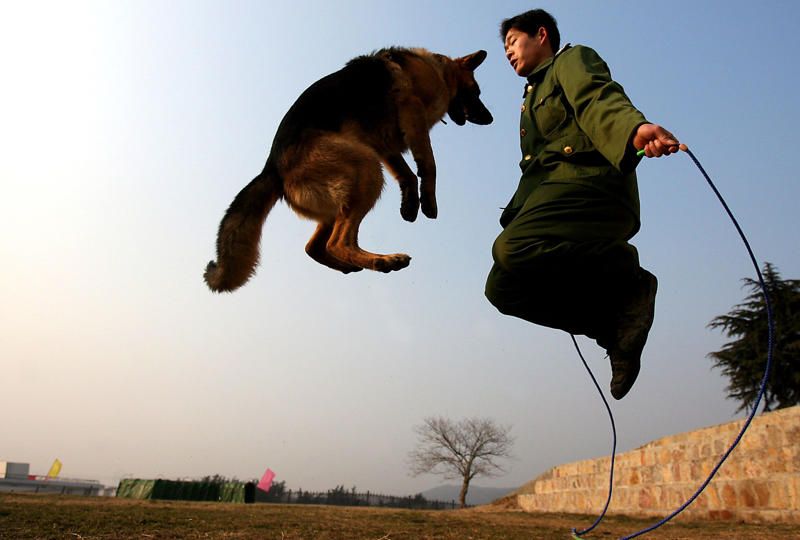 Bomb-sniffing dog, Quarantine inspection dog, Regimental mascot, Sniffer dog, Canine companion, Helping people who have disabilities, A friend at your side, Military training, Police dog, Multipurpose canine, Army dog, Guard dog, The good shepherd dog, Anti-drug tasks, Helicopter hounds, A nose for the job