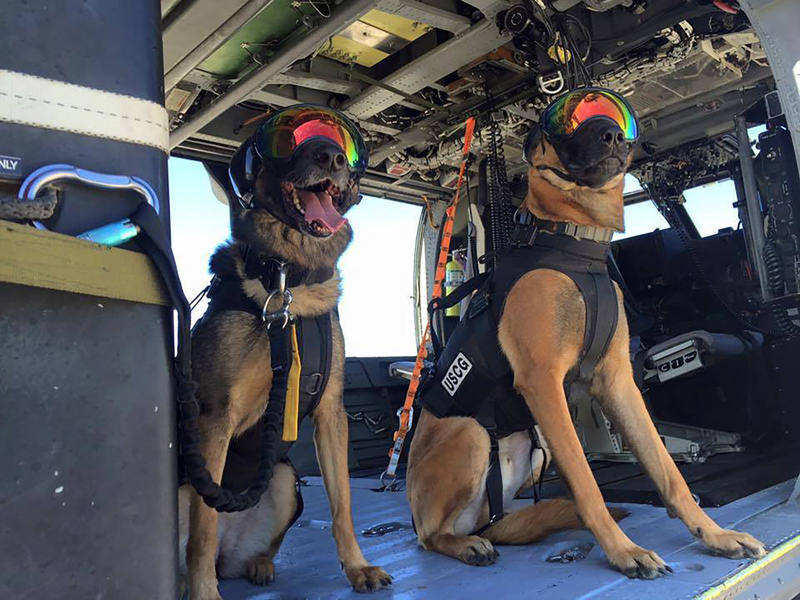 Bomb-sniffing dog, Quarantine inspection dog, Regimental mascot, Sniffer dog, Canine companion, Helping people who have disabilities, A friend at your side, Military training, Police dog, Multipurpose canine, Army dog, Guard dog, The good shepherd dog, Anti-drug tasks, Helicopter hounds, A nose for the job