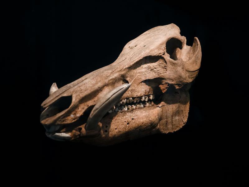 Before the Saber-Tooth: 10 Even Older Predatory Cats You Should Know Proailurus: The “First True Cat”, Pseudaelurus: The Versatile Stalker, Dinictis: The Saber-Tooth’s “Grandparent”, Nimravus: The Nimble Climber, Hoplophoneus: The Fierce Fighter, Quercylurus: The Massive Tree Dweller, Paramachairodus: The “False Saber-Tooth”, Eusmilus: The Blade-Toothed Sprinter, Pogonodon: The Bearded Cat, Barbourofelis: The Armored Cat, Metailurus: The Long-Limbed Leaper, Machairodus: The Prehistoric Prankster, Palaeofelis: The Shadowy Ambusher, Stenailurus: The Streamlined Hunter, Afrosmilus: The African Pioneer, Metailurus major: The Giant Leaper, Dinailurictis: The Small but Mighty Cat, Prosansanosmilus: The Ancient Specialist, Paramachaerodus: The Stealthy Stalker, Nimravides: The Cat with a Bite, Sansanosmilus: The Oddball Carnivore, Herpailurus: The Quiet Hunter, Diamantofelis: The Sparkling Predator, Palaeoprionodon: The Early Climber, Patriofelis: The Bear-Cat Bruiser