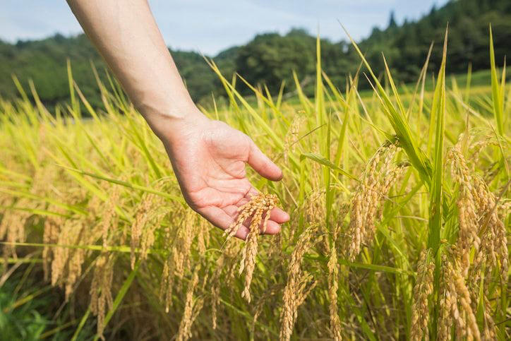 ■昨年の作況指数は「105」なのに, ■農水省の統計に「カラクリ」, ■小泉農水相は「作況指数」廃止を発表, ■「大きな改革」ではあるが…, ■暑さで「精米歩留まり」下落, ■猛暑で歩留まり「こんなに減るんだ」, ■白米の流通量をなぜ精査しないのか